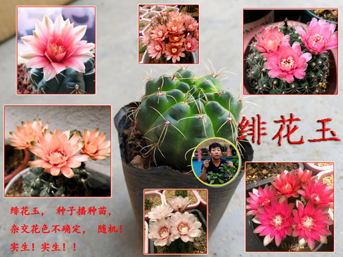 小齐的仙人球实生开花品种鸾凤玉白星星兜眩美玉 - 封面