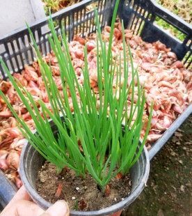 阳台庭院蔬菜家庭种菜 红葱头韭菜根 种苗 四川火葱四季 小香葱