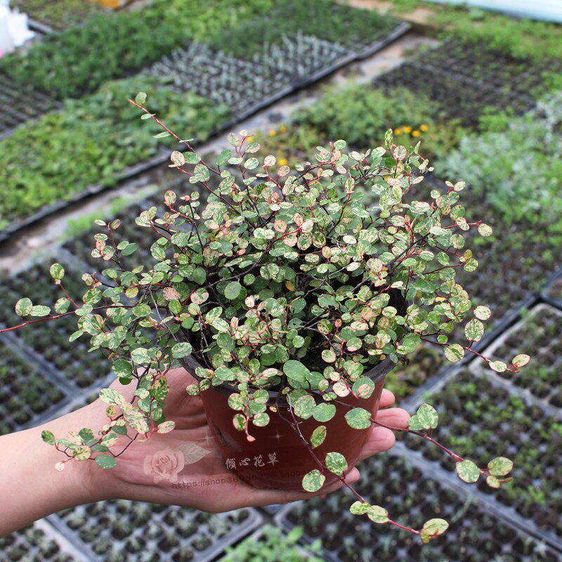 日本千叶兰霓虹苗 多年生耐寒耐阴耐热阳台盆栽 观叶垂吊绿植