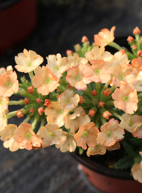 美女樱盆栽苗 棒棒糖 多年生丰花 阳台庭院开花植物花色多花期长