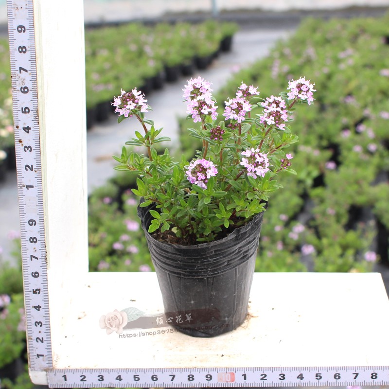 百里香阳台庭院植物花卉盆栽苗