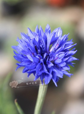 矢车菊盆栽苗 重瓣蓝色粉色花 庭院阳台观花植物蛋糕烘焙奶茶花卉
