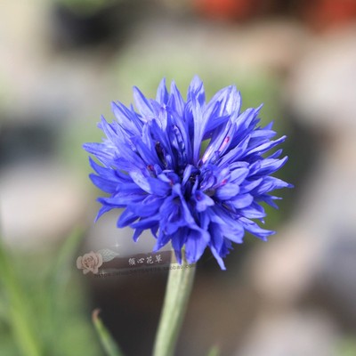 矢车菊盆栽苗阳台庭院植物