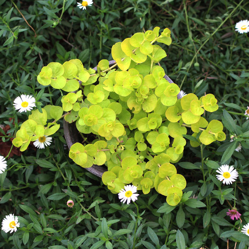 金叶过路黄耐寒耐热地被植物