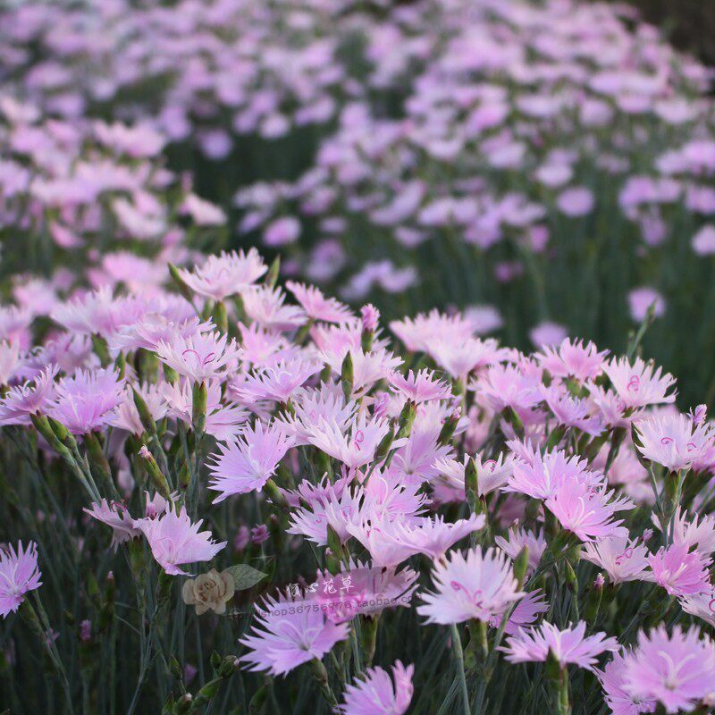 蓝灰石竹盆栽苗 香石竹 多年生常绿植物庭院花卉耐寒耐热花镜绿植
