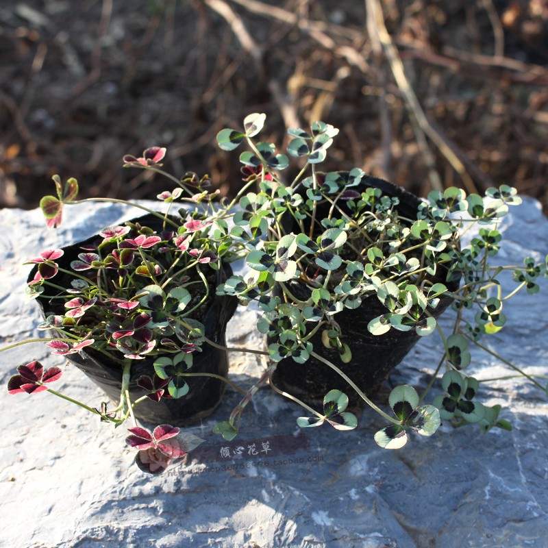花苗多年生耐寒植物幸运草