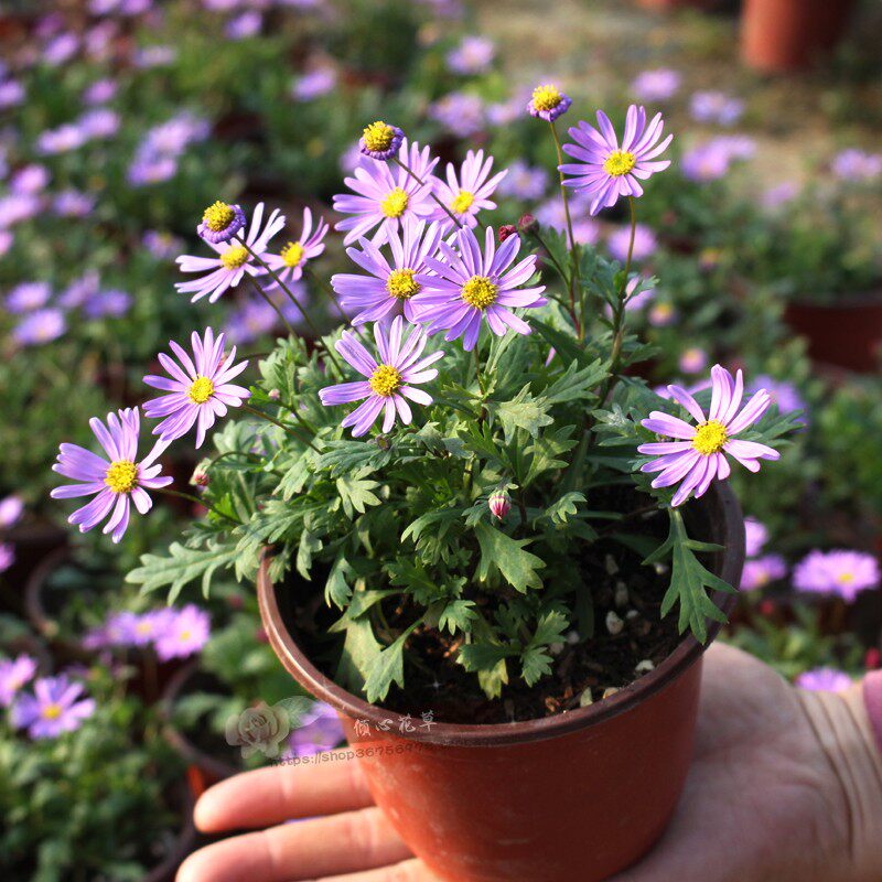 四季花草 姬小菊盆栽苗 多年生草本花卉  花多花期长 易活易爆盆