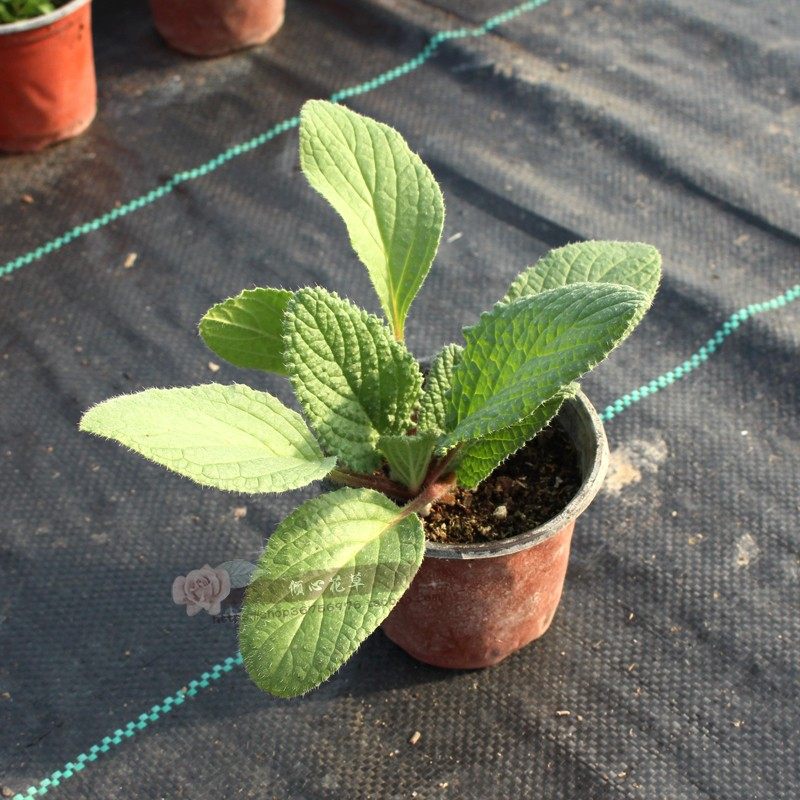 琉璃苣苗 星状蓝花 食用香草盆栽苗 叶子有黄瓜清香 可泡茶伴沙拉