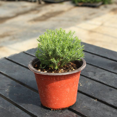 皮球松苗阳台庭院花园花镜植物