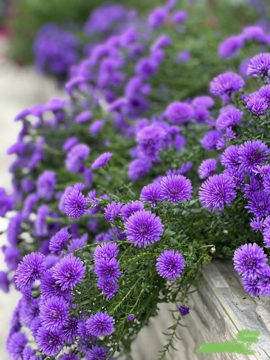 荷兰菊妮可盆栽苗翠菊宿根多年耐寒耐热园艺庭院造景阳台绿植花卉