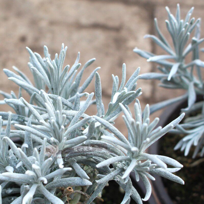 银叶蜡菊盆栽花卉多年生耐寒耐热银叶植物冰锥蜡菊盆栽易种植好养