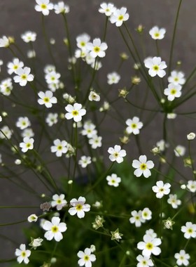 点地梅盆栽苗 星辰 小清新 耐寒耐贫瘠阳台庭院花园花镜花卉