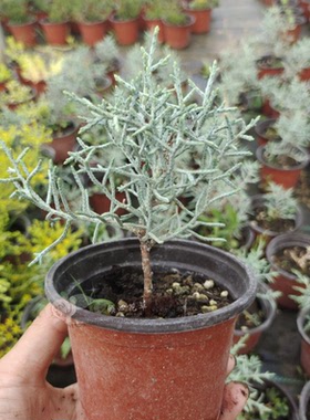 蓝冰柏盆栽苗 圣诞树 叶子霜蓝色 四季常绿绿植庭院园艺造景植物