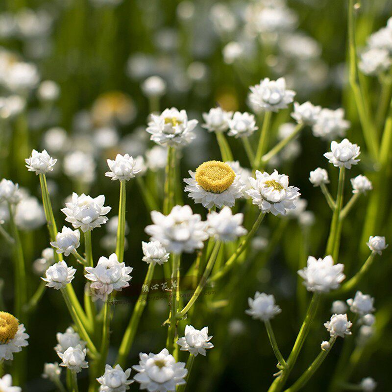银苞菊盆栽苗 永生菊可做干花鲜切花 有香味阳台庭院植物