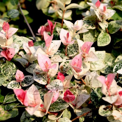 花叶络石盆栽苗阳台庭院植物