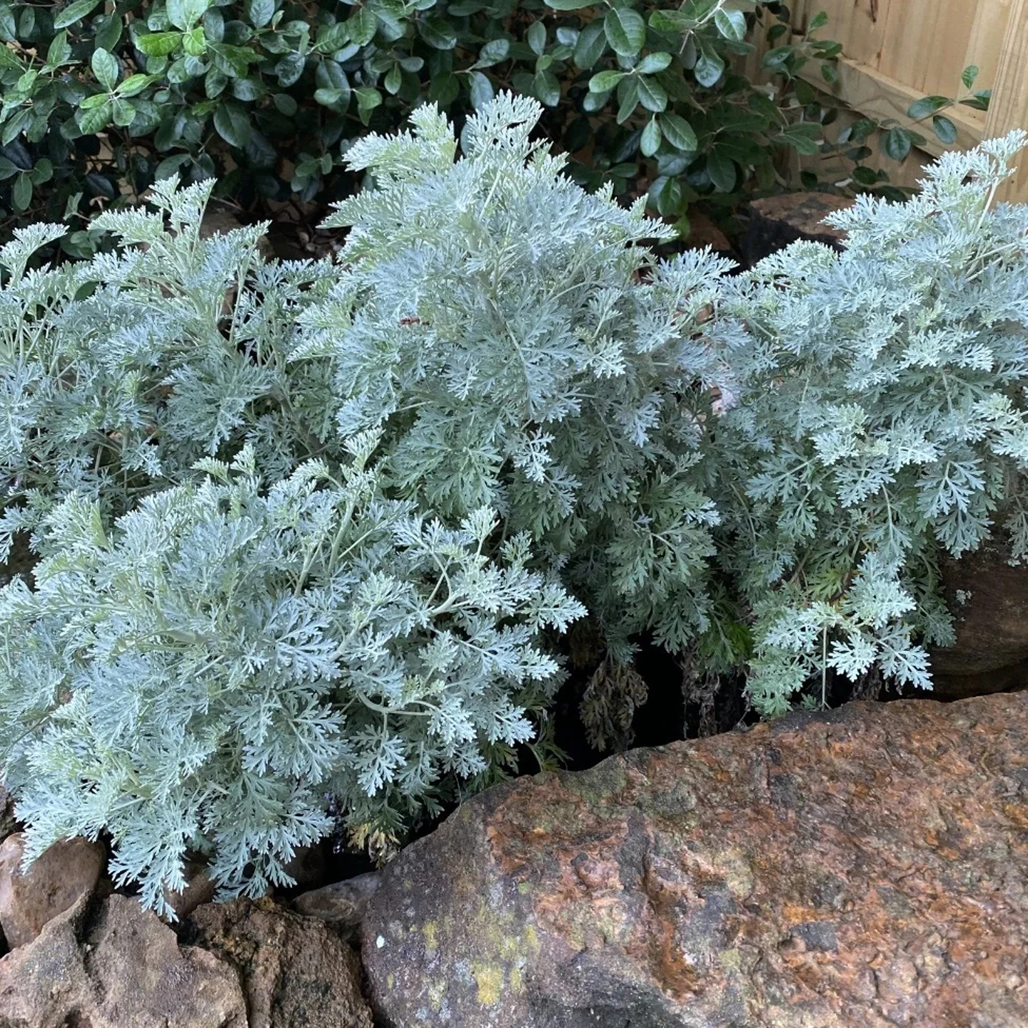 银艾“鲍维斯城堡”银叶蒿