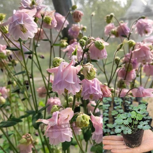 耧斗菜盆栽阳台庭院耐寒开花植物