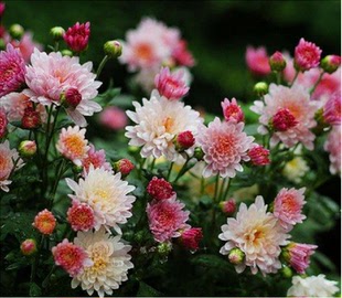 名流千秋苗北京夏菊粉红白变色菊花盆栽苗多头千头菊 夏菊盆栽苗