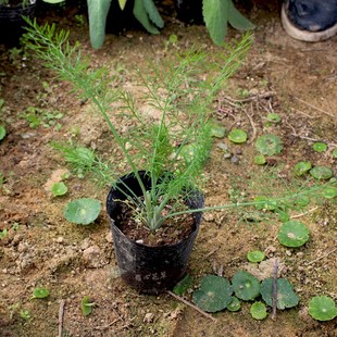 割茬茴香 小茴香盆栽苗 球茎茴香 食用香草苗 香草料理