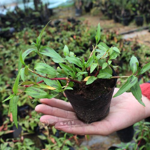 越南香菜香草盆栽叻沙叶越南芫荽
