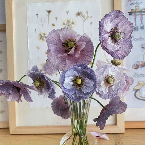 虞美人苗惊叹灰阳台庭院耐寒花卉