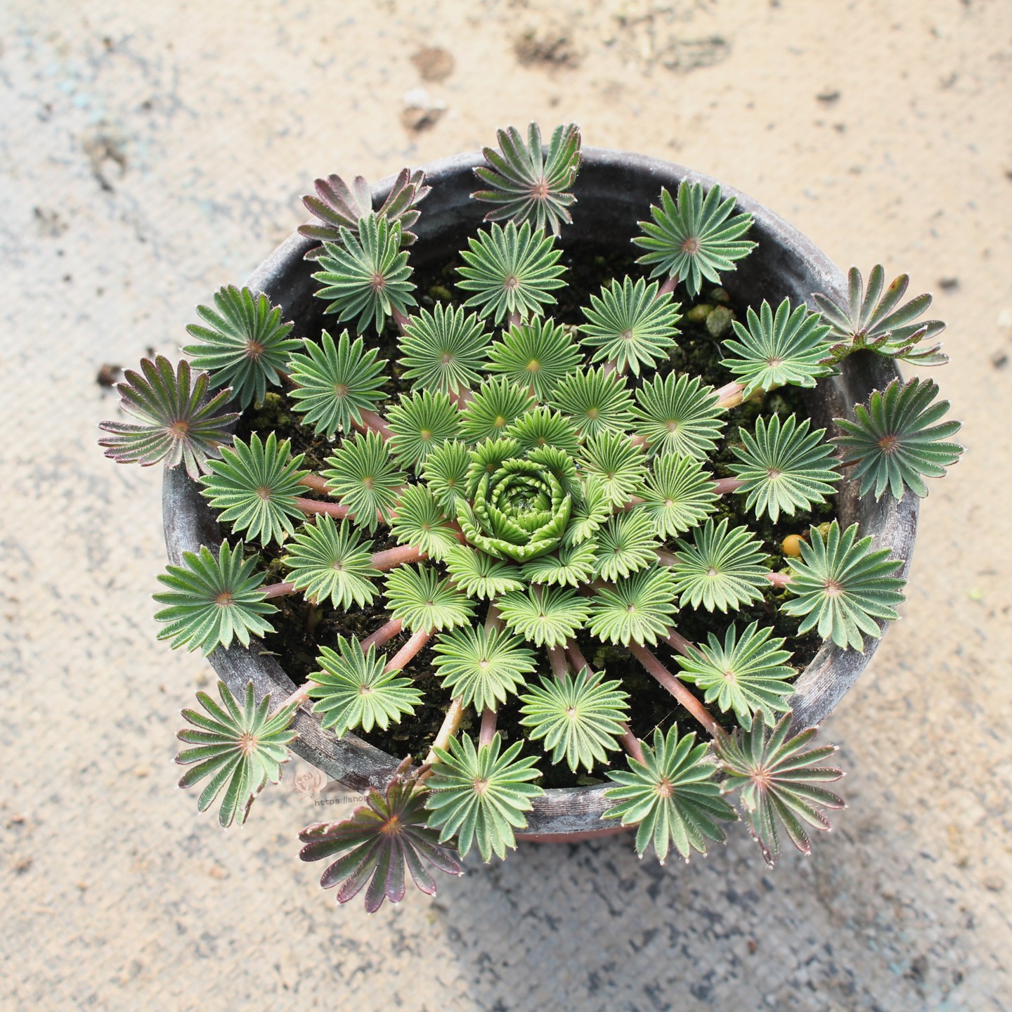 棕榈酢浆草盆栽苗易养观叶植物