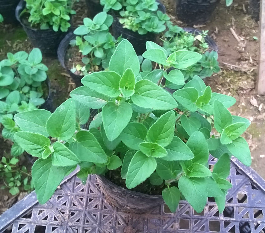 甜牛至 希腊牛至 黄金牛至 奥勒冈 披萨草 香草花卉小盆栽苗