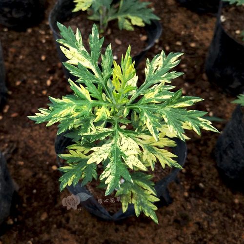 花叶黄金花叶黄金多年生耐贫瘠