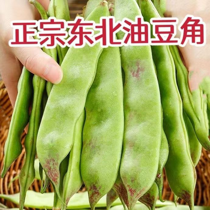 【东北产地直发】正宗油豆角现摘一点红豆角九月青大宽豆角开锅烂