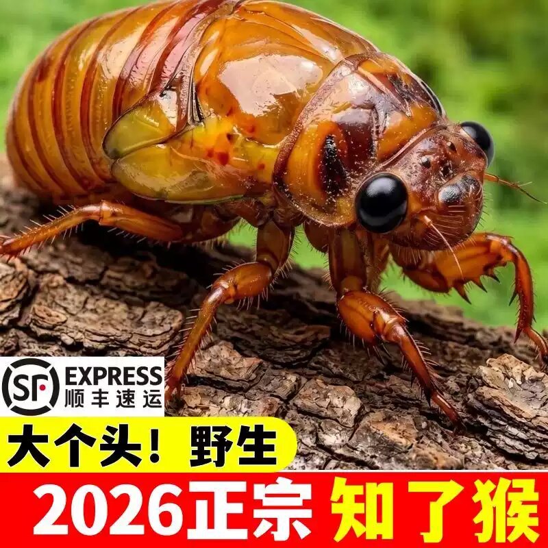 2026山东大知了猴新鲜活体金蝉冷冻结了龟爬叉猴非蚕蝉蛹顺丰包邮 - 实物图