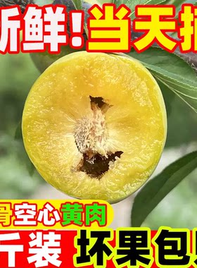 老品种】青脆脱骨李贵州应季新鲜水果空心脱骨正宗土李子大果孕妇