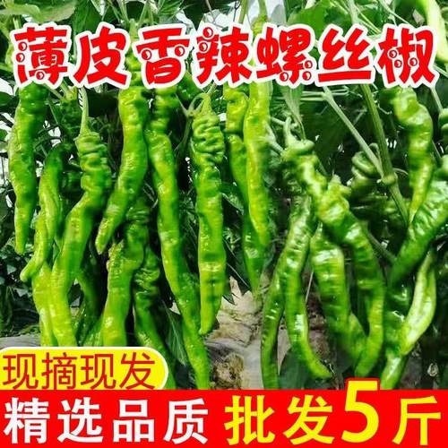 新鲜香辣螺丝椒农家自种产地直发虎皮青椒蔬菜薄皮辣椒新鲜蔬菜