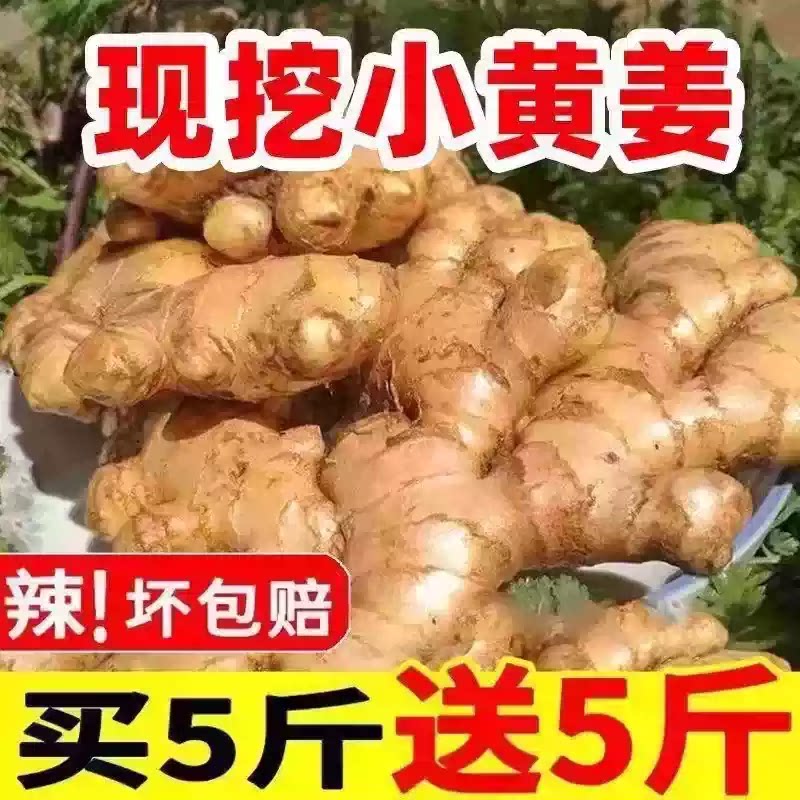正宗云南小黄姜新鲜生姜老姜5斤包邮高山现挖辛辣土姜种子蔬菜9图片