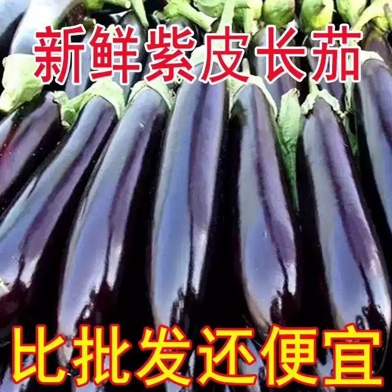 东北特产农家自种紫茄子长茄子现摘现发新鲜蔬菜紫把茄子紫裤茄子
