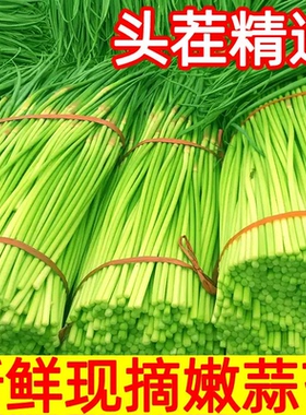 蒜苔新鲜5斤蒜薹农家自种青蒜苗当季蔬菜10大蒜薹蒜毫黄包邮批发