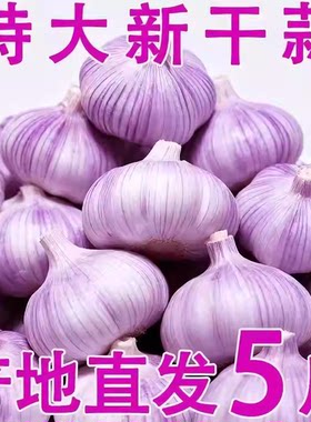 今年新干蒜头农家大蒜头新鲜干大蒜头蒜种紫白皮当季蔬菜做腊八蒜