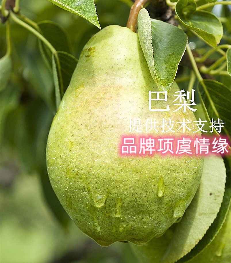 嫁接巴梨树苗太婆梨苗香蕉梨树大脆甜梨子果苗盆栽地栽当年结果
