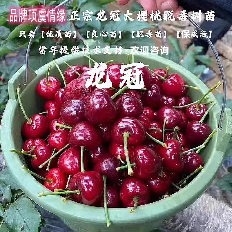 嫁接甜樱桃树苗龙冠大樱桃车厘子苗盆栽地栽南方北方种植果树果苗