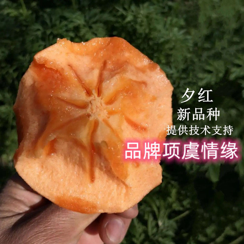 夕红柿子树苗嫁接无核脆甜柿子树苗南北方种植盆栽地栽当年结果