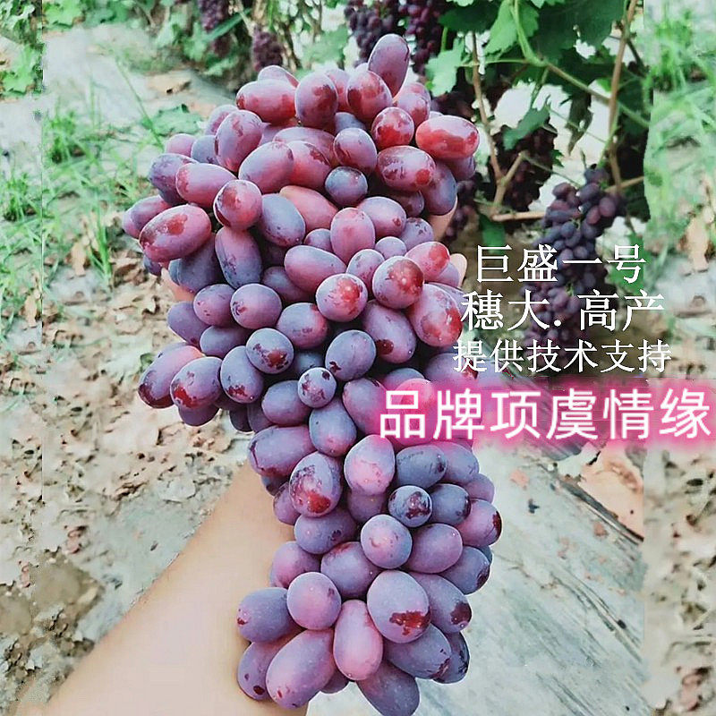 嫁接新品种极早熟无核巨盛一号葡萄苗红提庭院爬藤葡萄树苗果树苗