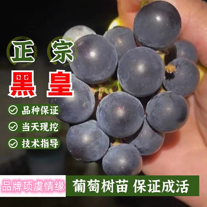 新品种BK黑皇葡萄树苗5bb贝达3309砧木无籽无核葡萄苗南北方地栽