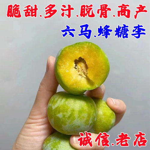 六马蜂糖李树苖脱骨青脆冰糖李子苗树苗南方北方种植地栽当年结果
