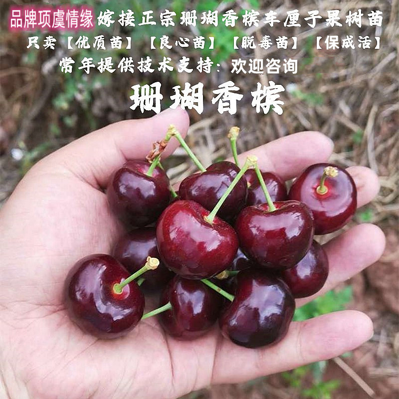 嫁接南方早熟大樱桃树车厘子苗云南四川种植珊瑚香槟樱桃苗果树苗
