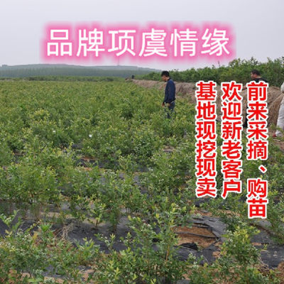 蓝莓苗盆栽带果发货四季蓝梅树苗室内阳台南方北方种植当年结果苗