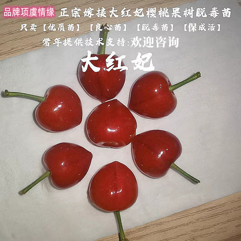 中国土樱桃树苗老品种红妃小樱桃苗盆栽地栽南方北方种植当年结果