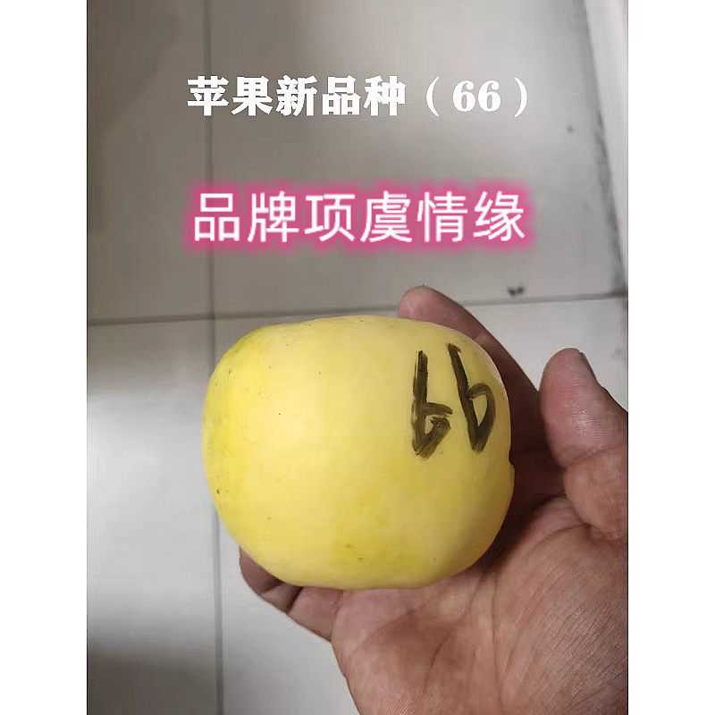 嫁接新品种黄金奶油富士苹果苗39-66苹果树苗南北方种植耐寒果树