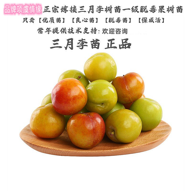 李树果苗树嫁接三月李树苗小珍珠酸李子苗甜特早熟青脆李盆栽地栽