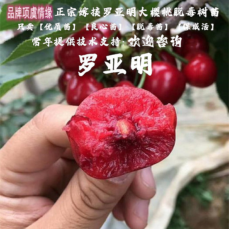 耐寒抗冻小樱桃白玉毛樱桃苗山樱野生白樱桃树苗盆栽地栽当年结果