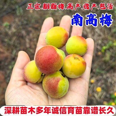 嫁接大邑南高梅树苗酸甜胭脂梅树苗盆栽庭院青梅梅子苗南北方种植