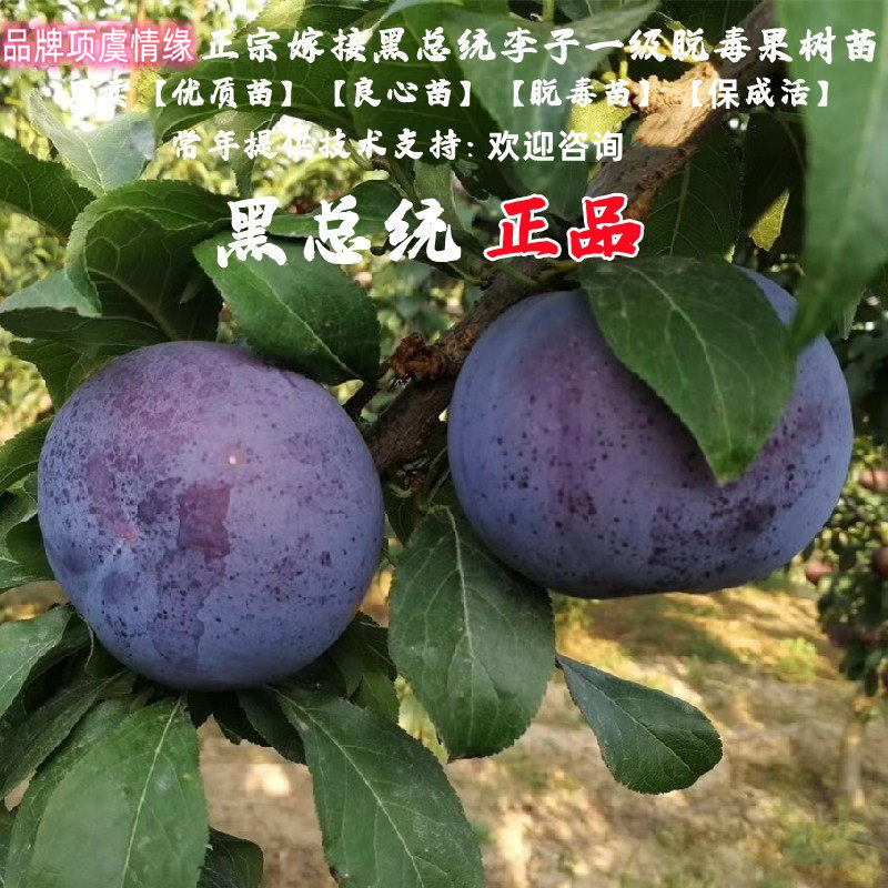 李树果苗黑总统李子苗嫁接黑布朗黑巨力特大酸甜地栽南方北方种植